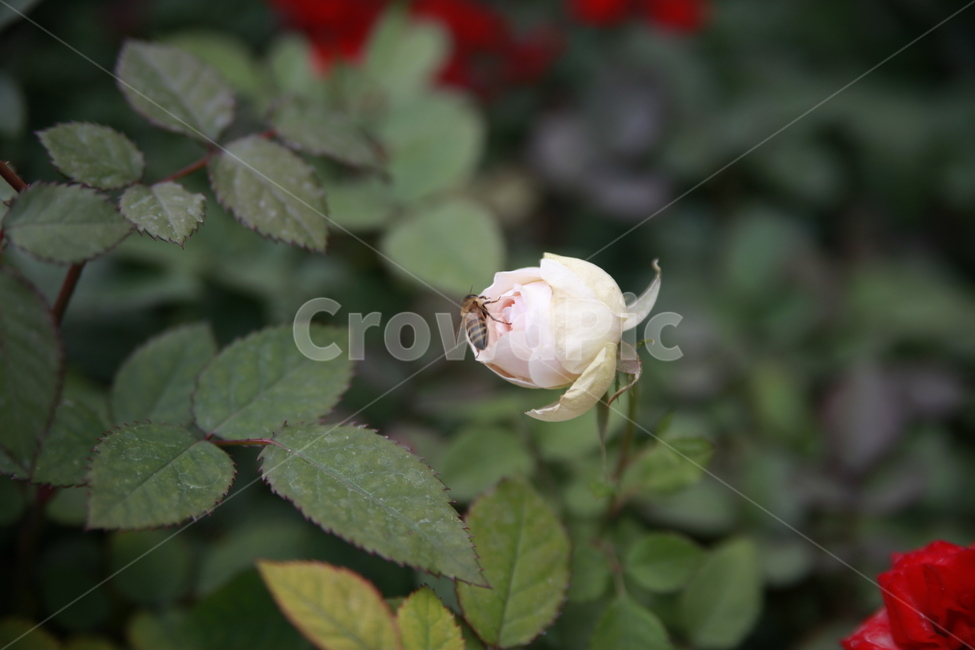 봄꽃,꽃,아름다움,봄소식,식물,클로즈업,식물,자연,plants,nature,꽃,flower