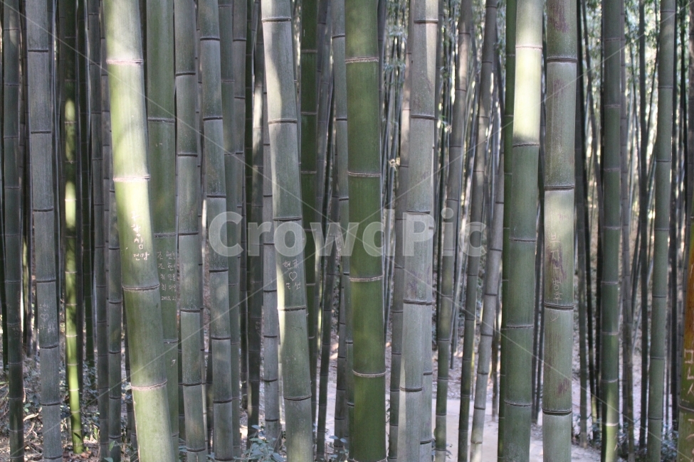 대나무,자연,산림,죽녹원,휴양,식물,자연,plants,nature,나무,trees,wood