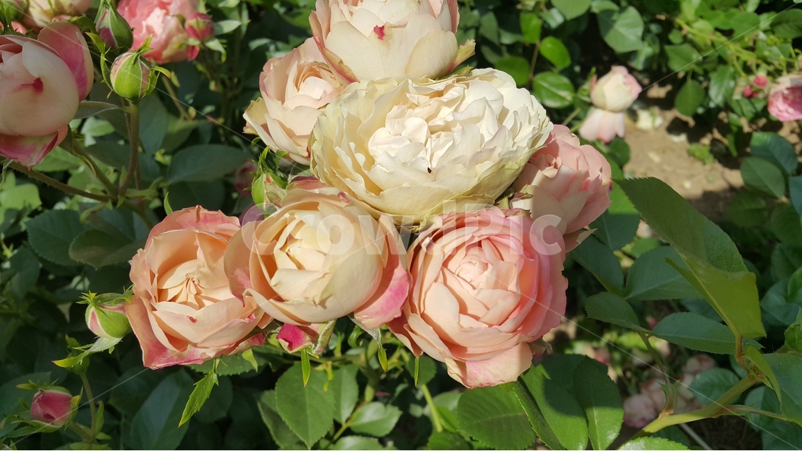 분홍장미,장미축제,꽃향기,장미공원,장미꽃,식물,자연,plants,nature,꽃,flower
