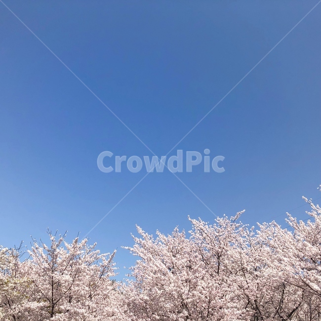 하늘,봄,벚꽃,핑크,봄풍경