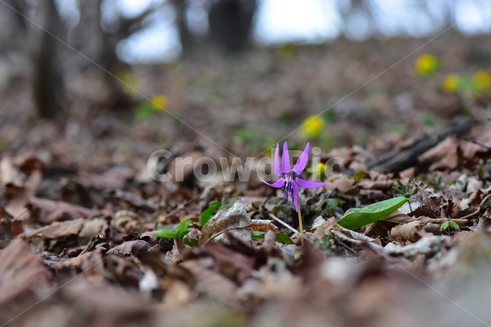 얼레지,야생화,봄,꽃,풀꽃,자연,식물,식생,plants,nature,spring,season,flower