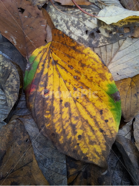 단풍,엽록소,식물,가을,redleaves,식물,자연,plants,nature