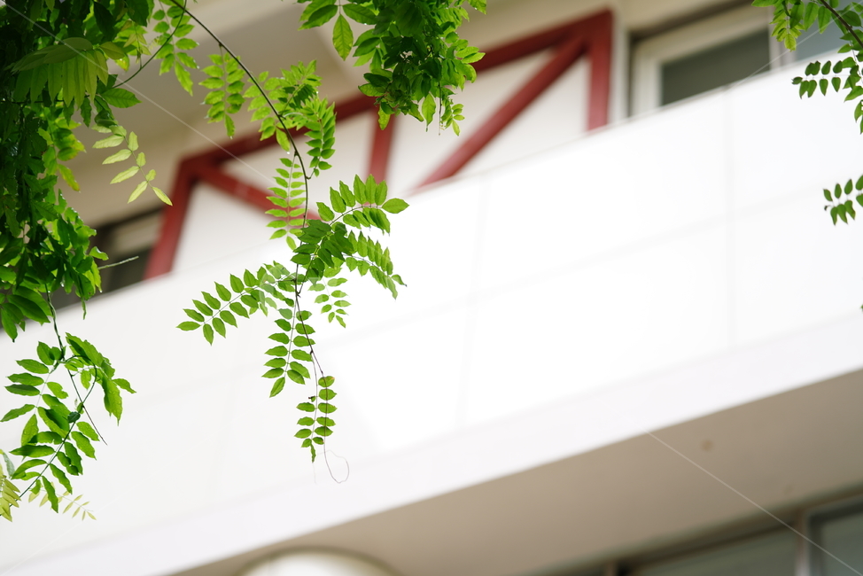 식물,녹색,자연,생물,그린,green,plant,식물,자연,plants,nature