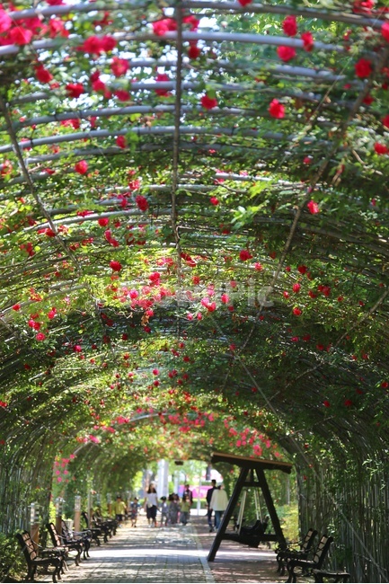 봄,5월,장미,장미터널,논산,빨간장미,봄,계절,spring,season,자연,풍경,nature,landscape