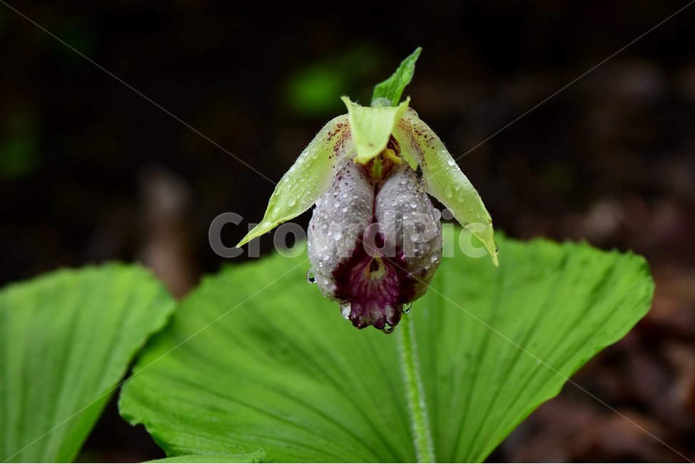 광릉요강꽃,멸종위기,난초과,복주머니란속,야생화,1급,희귀,봄,꽃,plant,wild,flower,자연,생태,식생,풀꽃,식물,식물,자연,plants,nature,꽃,flower