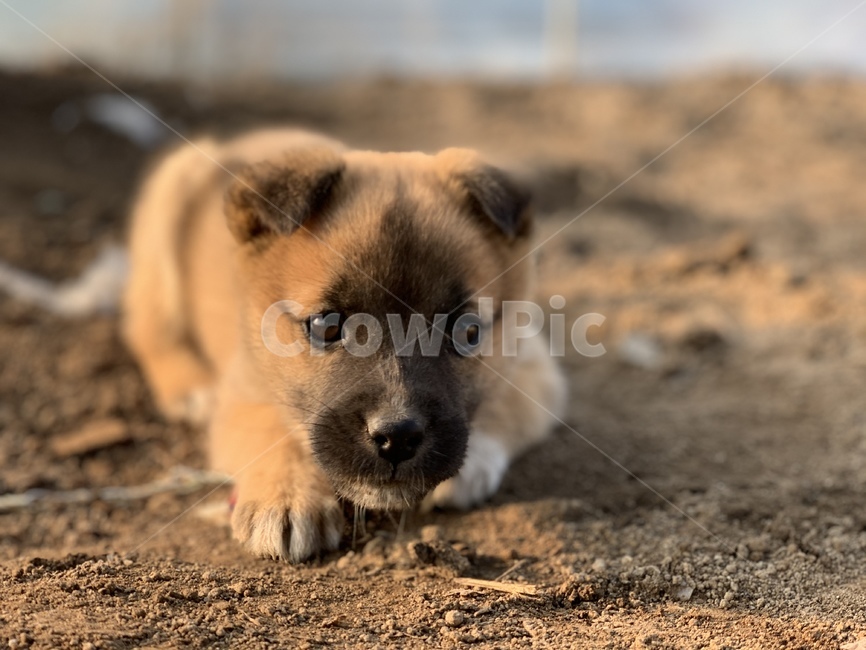 강아지,똥개,시골개,dog,doggie,doggy,animal,동물,개,동물,animal,포유류,mammal,개,강아지,dog,doggy