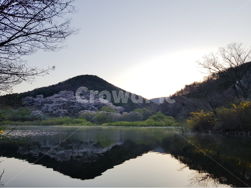 호수,저수지,반영,새벽,거울,벚꽃,봄,계절,spring,season,자연,풍경,nature,landscape,한국자연풍경,한국자연경관,korea nature landscape,outdoors,옥외,water,물