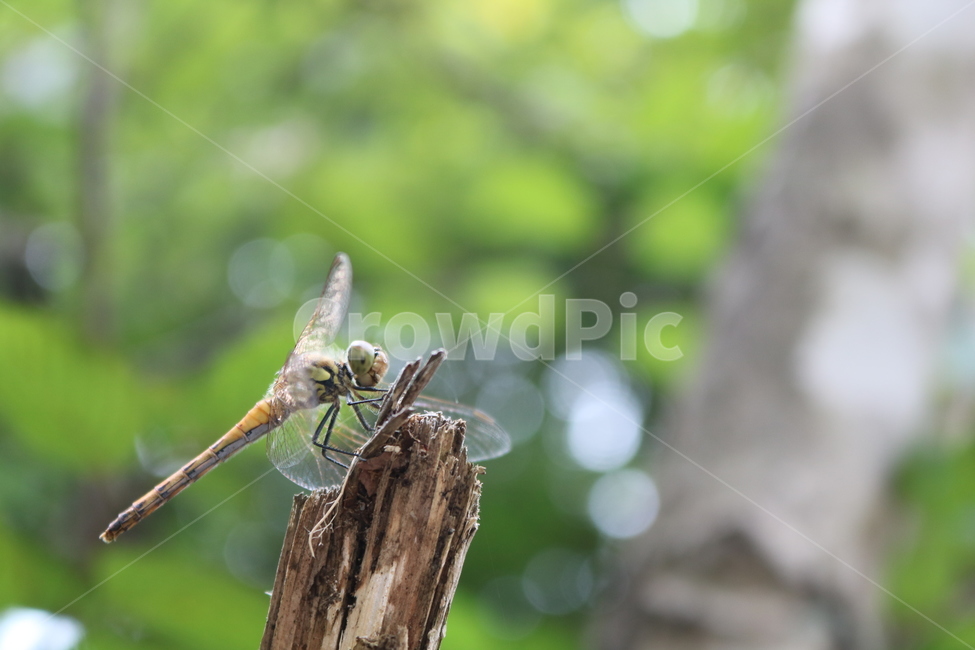 Dragonfly,mountain,common dragonfly,tree,resting dragonfly,insect
