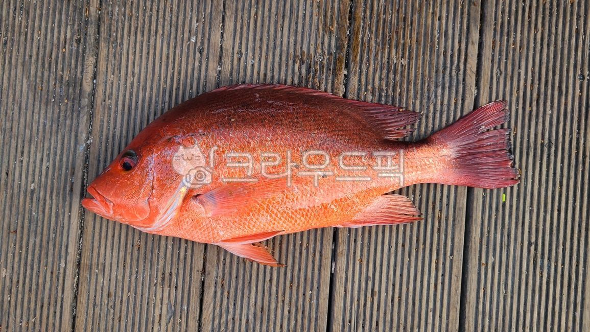 animal,fish,물고기,sealife,해양생물,홈돔,도미,붉퉁돔,바다물고기,바다낚시,붉은색물고기,돔
