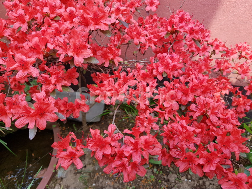 철쭉,꽃,봄,봄꽃,여름,초여름,빨강색,빨간꽃,봄,계절,spring,season,식물,자연,plants,nature,꽃,flower,plant,geranium,제라늄,blossom