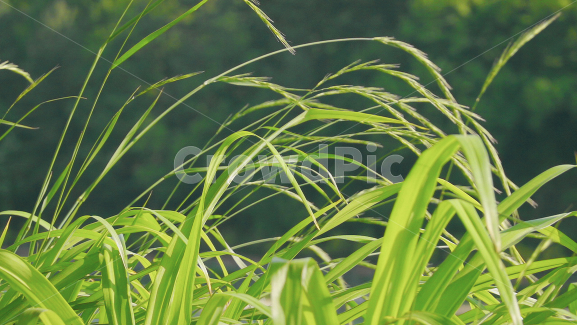 plant,식물,grass,lawn,잔디,감성사진