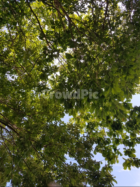 호주,평화로움,평화,공원,힐링,나무,휴식,식물,자연,plants,nature
