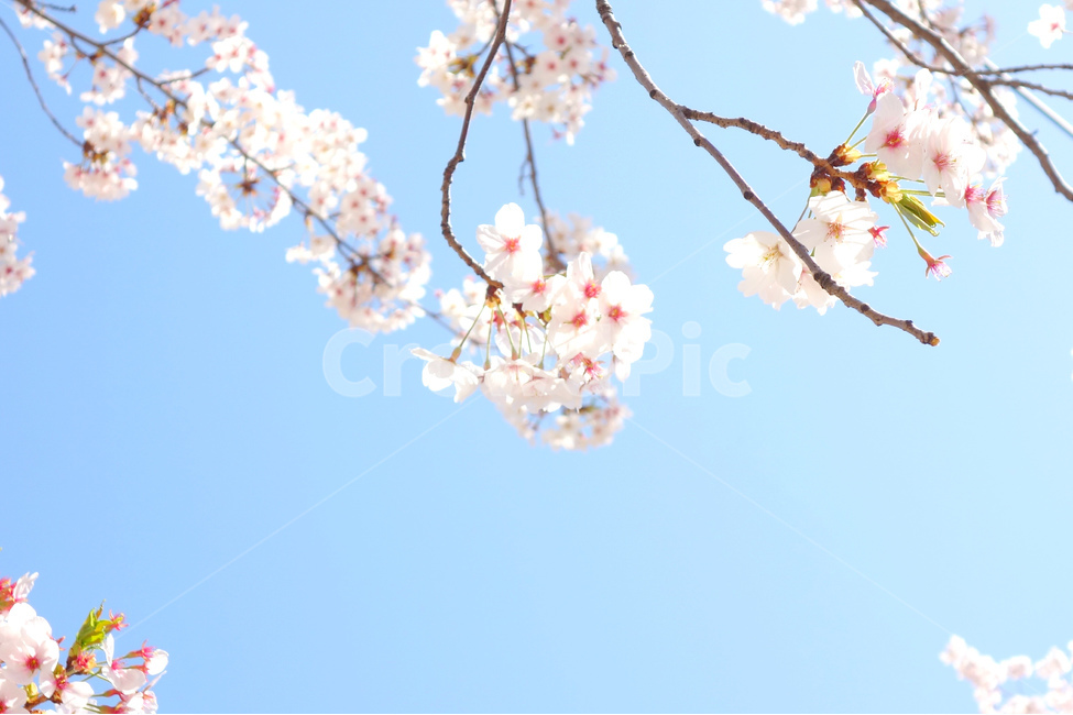 감성사진,봄,벚꽃,꽃,풍경,자연사진,하늘,flowers,봄,계절,spring,season,식물,자연,plants,nature,꽃,flower,plant