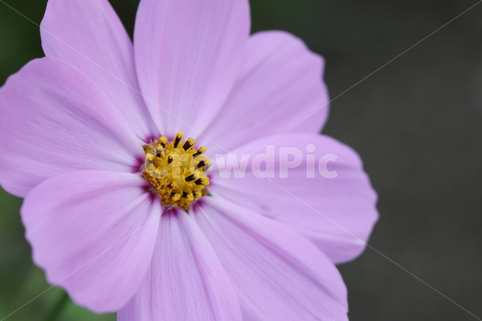 꽃,코스모스,cosmos,pollen,plant,식물,식물,자연,plants,nature,꽃,flower