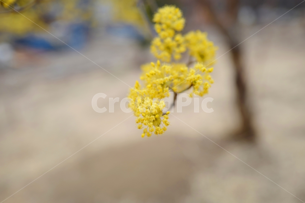 산수유,봄,봄꽃,노란꽃,꽃,봄,계절,spring,season,식물,자연,plants,nature,꽃,flower,plant,blossom