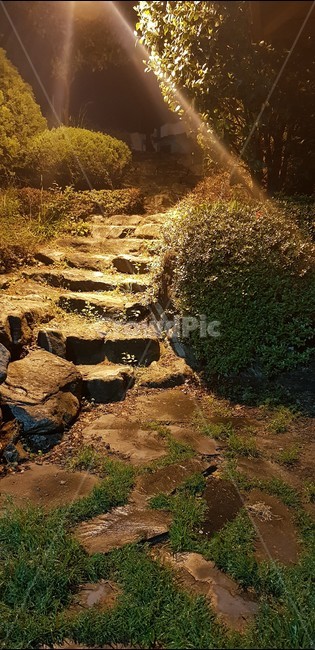 산책,산책로,밤,숲,자연