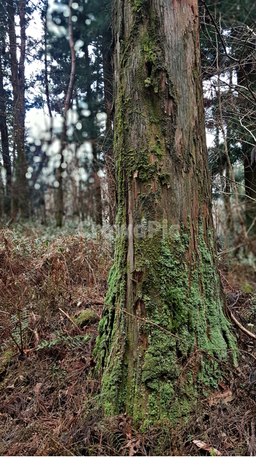 나무,숲,tree,plant,자연,옥외,nature