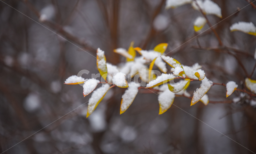겨울,첫눈,눈,나뭇잎,잎,잎새,감성,계절,겨울,계절,winter,season