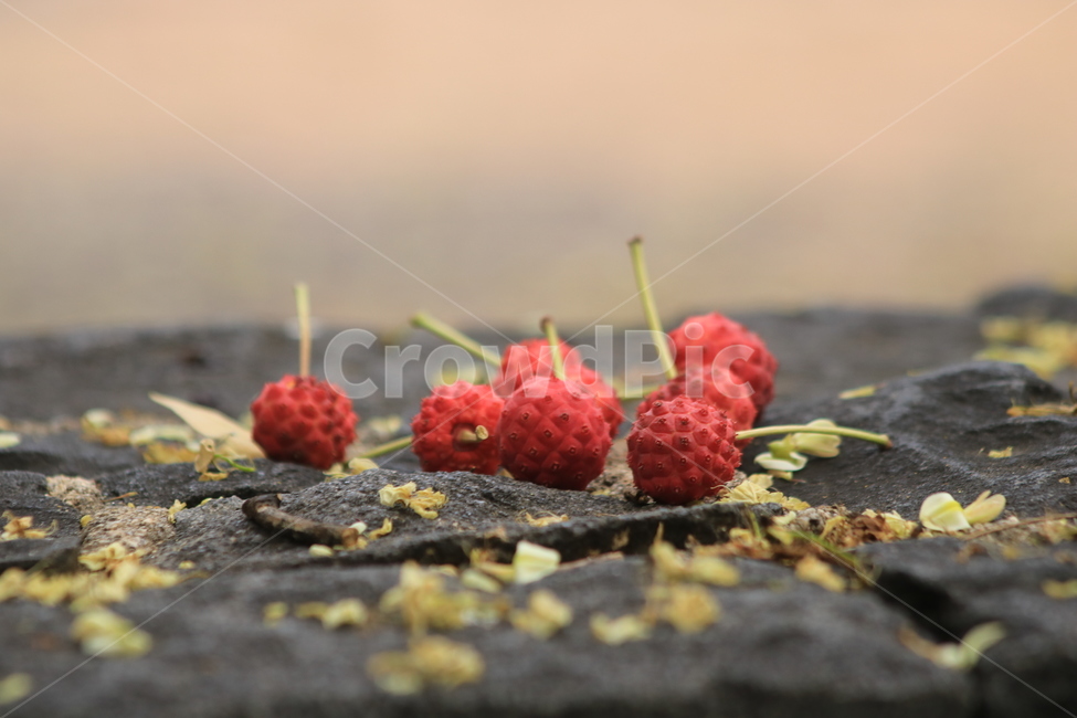 food,과일,raspberry,산딸나무,열매,plant,식물,식품,fruit