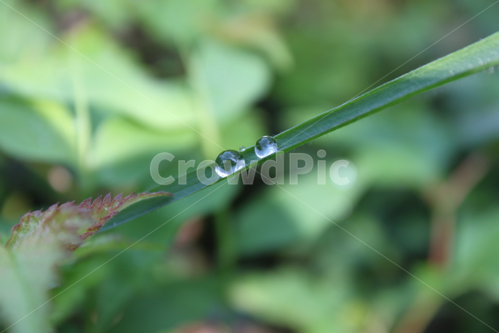 droplet,작은물방울,이슬,leaf,풀잎,식물,자연,plants,nature