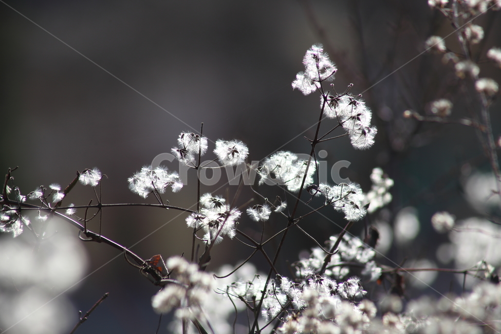 사위질빵,종자,씨앗,번식,clematisapiifolia,식물,자연,plants,nature