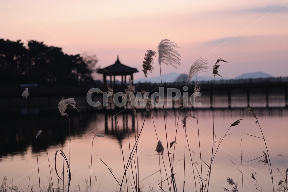 갈대,잔디,plant,grass,해질녘,오후,정자,감성,노을,낭만,따뜻,붉은하늘,파스텔,자연,warm,원주시,공원,feelingcolor,outdoors
