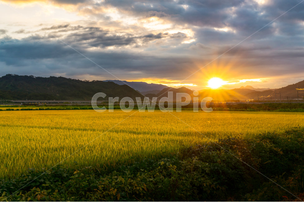 노을,일몰,논,가을,벼,풍경,자연,풍경,nature,landscape,한국자연풍경,한국자연경관,korea nature landscape,산업,industry,industrial,어업,fishery,fishing industry,field,들,grassland,목초지,outdoors,옥외