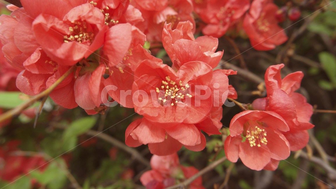 빨강,빨강꽃,꽃나무,붉은꽃,꽃,꽃배경,자연,식물,red,redflower,flowertree,flower,plants,nature,flowerbackground