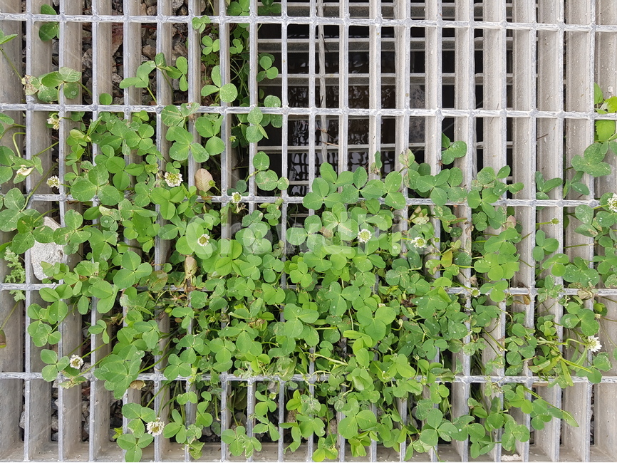 클로버,배수로,세잎클로버,초록색,파릇,식물,자연,plants,nature