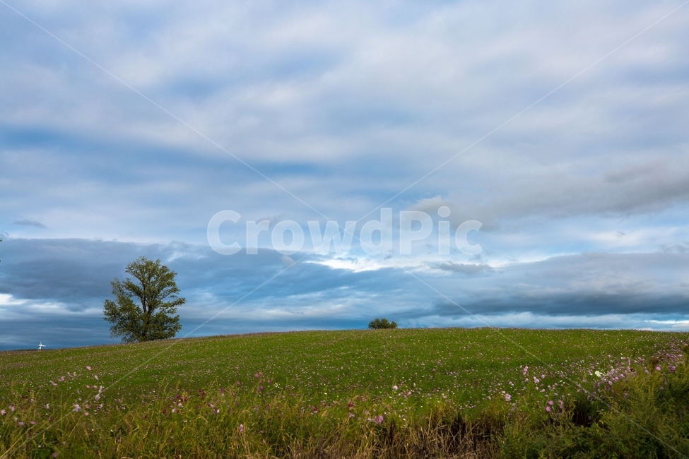 목장하늘,나홀로나무,파란하늘,목장,코스모스,가을하늘,자연,풍경,nature,landscape,grassland,목초지,outdoors,옥외,field,들,farm,농장,rural,농촌