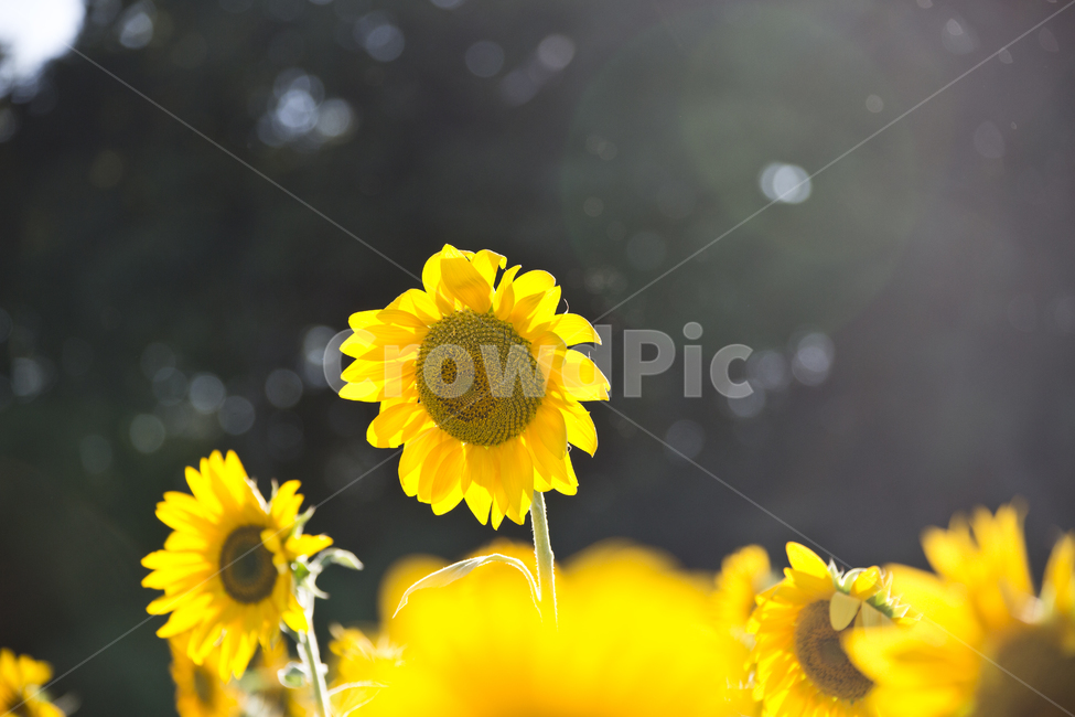 해바라기,sunflower,노란색,꽃,빛,해바라기밭,노랑,꽃밭,식물,자연,plants,nature,꽃,flower