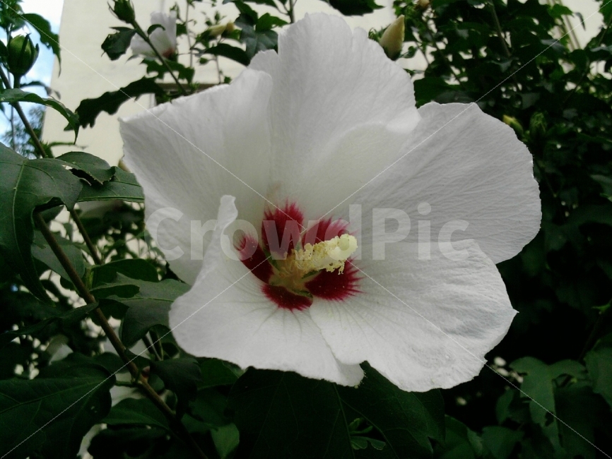 꽃,무궁화,우리나라꽃,꽃잎,나뭇잎,하늘,자연,식물,자연,plants,nature,꽃,flower