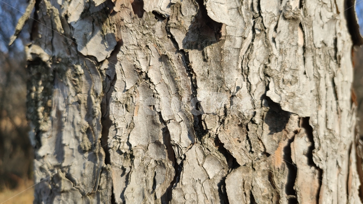 나무껍질,나무질감,식물,나무,plant,tree,bark,woodtexture,식물,자연,plants,nature,나무,trees,wood,텍스처,질감,패턴,texture,pattern