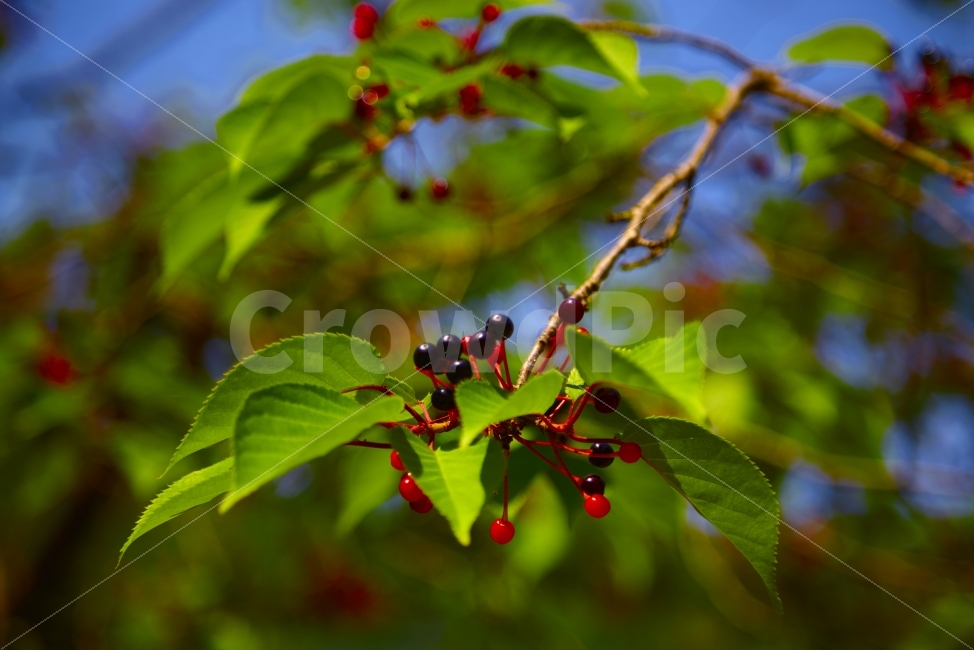 누끼,벗꽃,결실,열매,벗찌,새콤,달콤,식물,자연,plants,nature