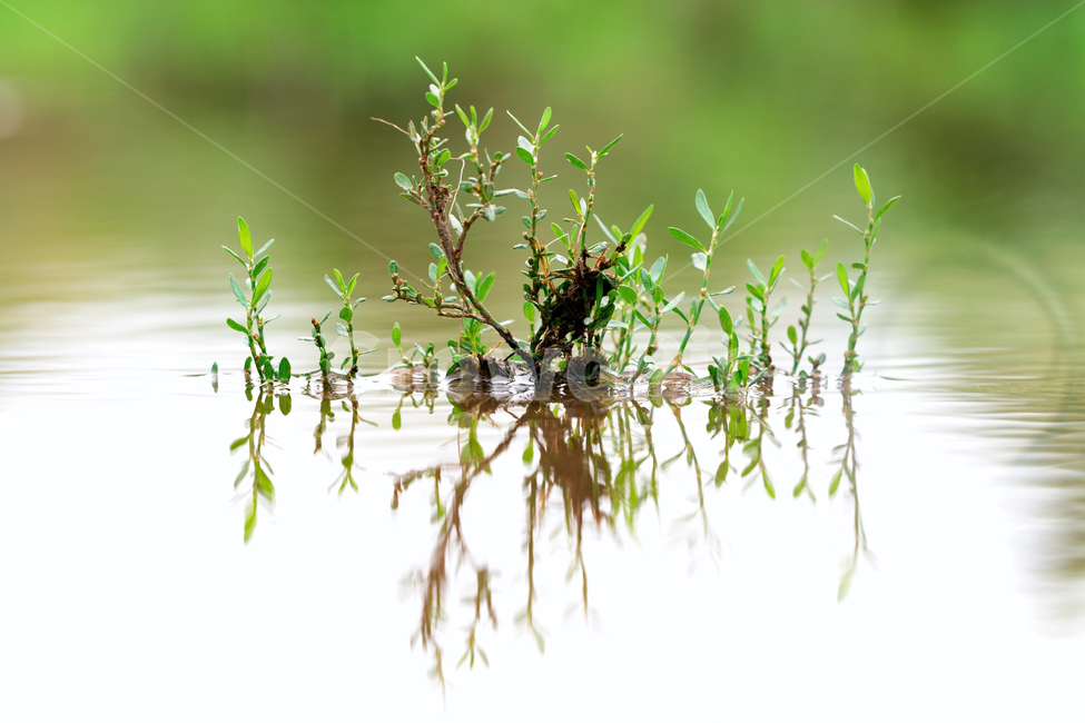 식물,초목,강물,생명,생명력,생존,뿌리,초록,자연,생태계,식물,자연,plants,nature