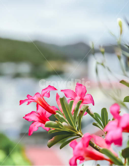 geranium,제라늄,붉은,red,beautiful,elegant,graceful,bloom,gorgeous,lovely,pretty,picturesque,petal,floralleaf,fancy,splendid,colorful,fantasy,gradation,outfocus,나트랑,nhatrang,분홍,분홍색,핑크색,우아함,아름다움,꽃송이,꽃잎,분홍꽃,색감,칼라풀,화려함,자연,pink,감성,분위기,몽환적,그라데이션,아웃포커스,plants,nature,plant,식물,flower,blossom,꽃,식물,자연,plants,nature,꽃,flower