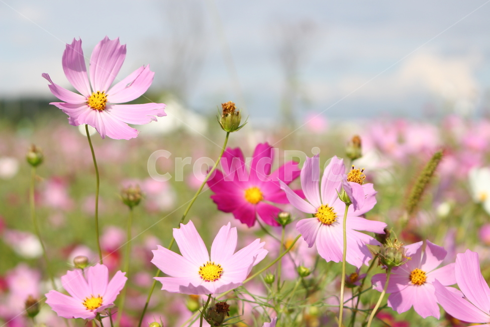 코스모스,가을,꽃,분홍코스모스,핑크꽃,들꽃,가을풍경,꽃밭,야외,자연,생태,싱그러움,아름다움,낭만,배경,감성,풍경,촬영소재,꽃사진,색감,핑크톤,화사함,꽃잎,꽃봉오리,향기,보케,목가적,청량감,들판,평온,힐링,자연광,계절감,자유,우아함,야생화,자연풍경,사랑,부드러움,감동,가을,계절,fall,autumn,season,식물,자연,plants,nature,꽃,flower,spring,봄,plant