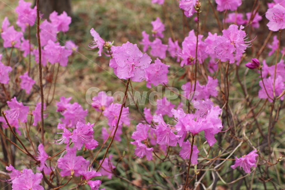 진달래,철쭉,봄꽃,봄,분홍색꽃,보라색꽃,flower,spring,예쁜꽃,예쁜,꽃,현충원,길가