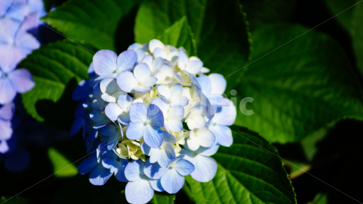 수국,수국꽃,꽃,꽃길,식물,식물,자연,plants,nature,꽃,flower