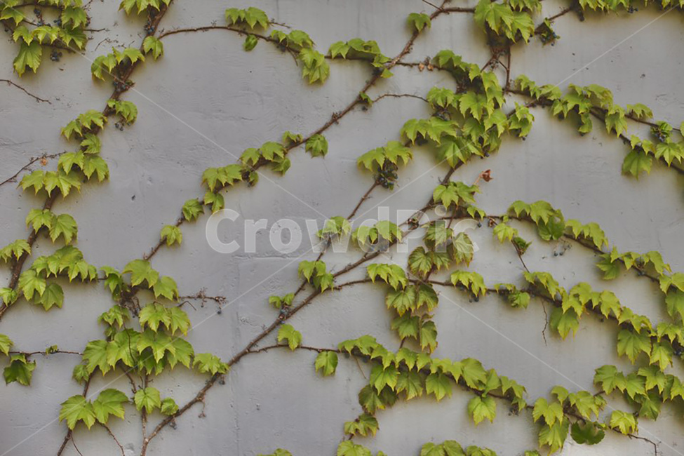 pretty background,background,vine dam,plant,Wallpapers