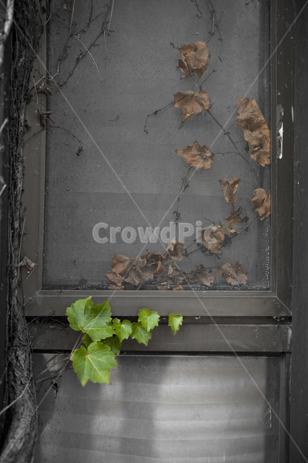 낙엽,가을,창문,나무,tree,season,window,식물,자연,plants,nature