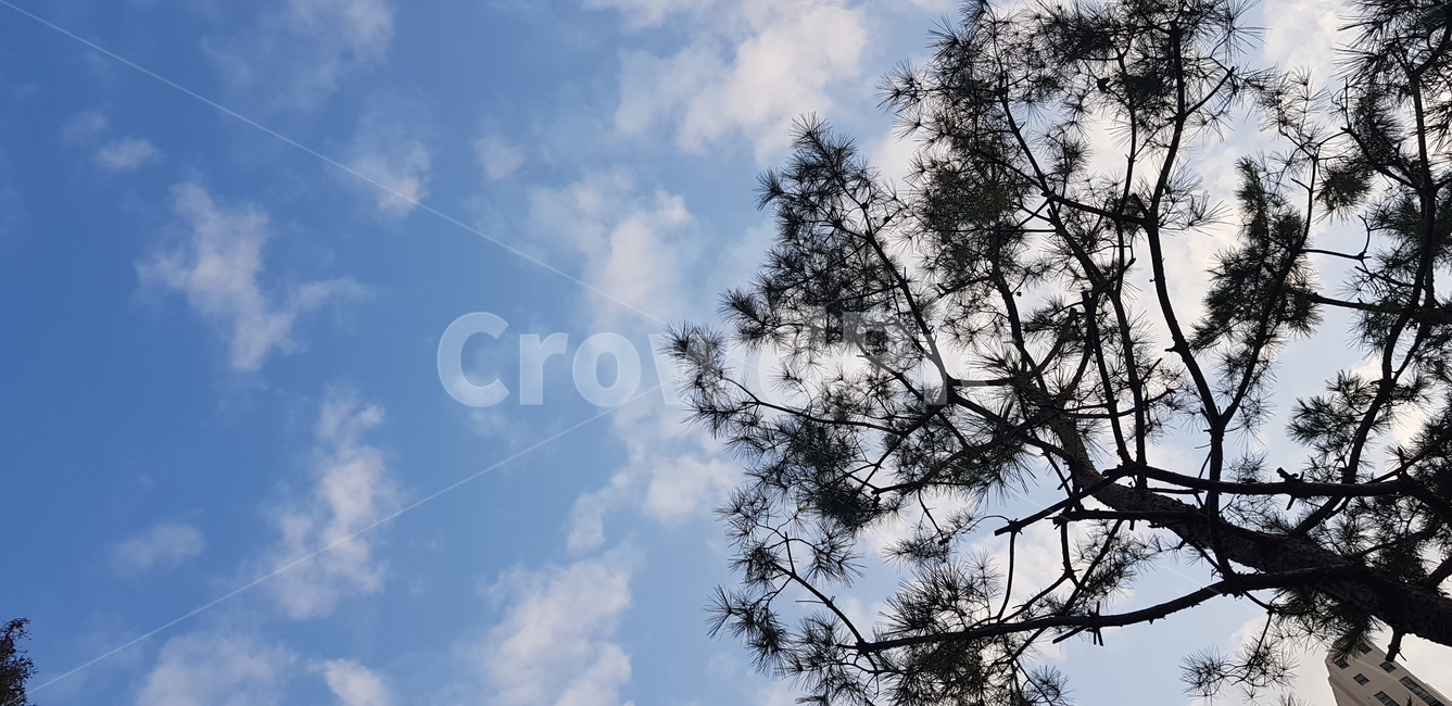 하늘,구름,나무,청아함,맑음,날씨,계절,plant,tree,나무,trees,wood