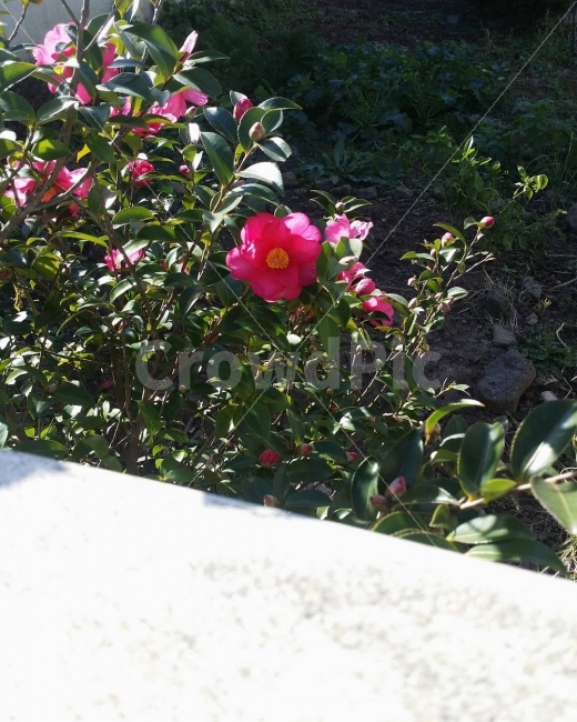 제주,동백꽃,겨울,꽃,사진,감성사진,식물,자연,plants,nature,꽃,flower