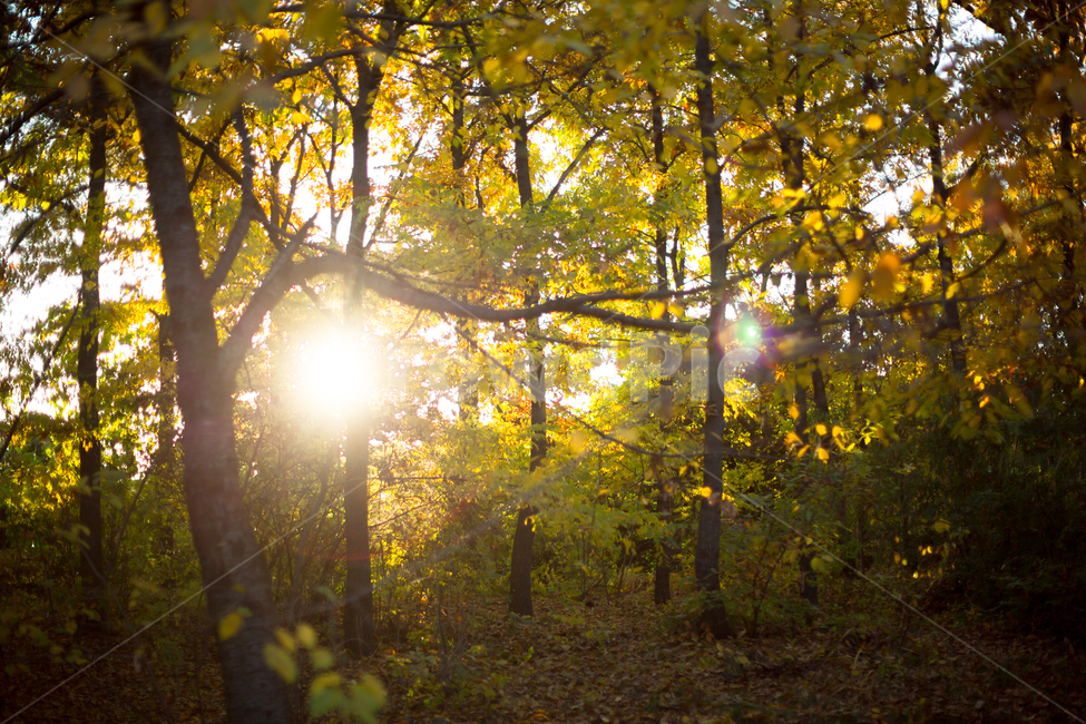 가을,노란색,단풍,노랑,가을색,빛,노랑노랑,옐로우,yellow,autumn,바스락,반짝반짝,따스함,한적함,flare,플레어,light
