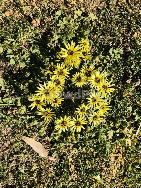 plant,식물,봄꽃,잔디,노란색,초록색,식물,자연,plants,nature,꽃,flower