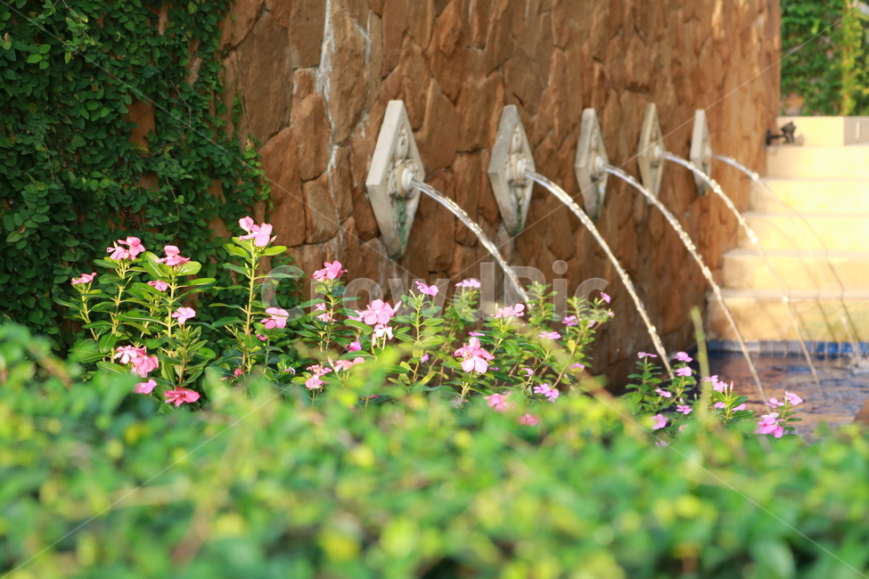 정원,꽃,분수,산책로,야외,식물,자연,plants,nature,꽃,flower
