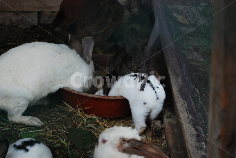 토끼,농장,새끼토끼,토끼농장,rabbit,동물,animal,포유류,mammal