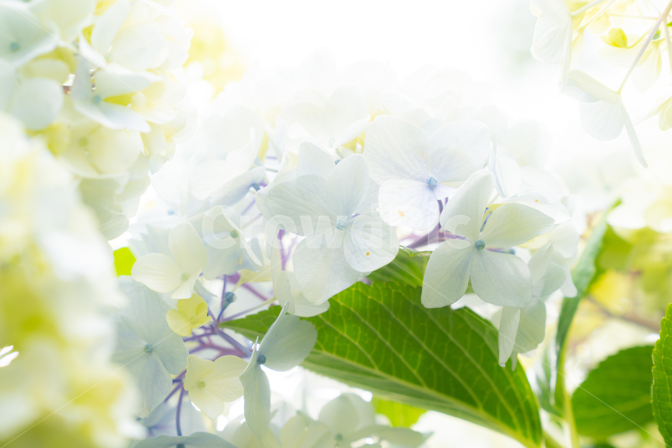 자연,꽃,수국,초록색,하늘색,노란색,꽃잎,식물,자연,plants,nature,꽃,flower