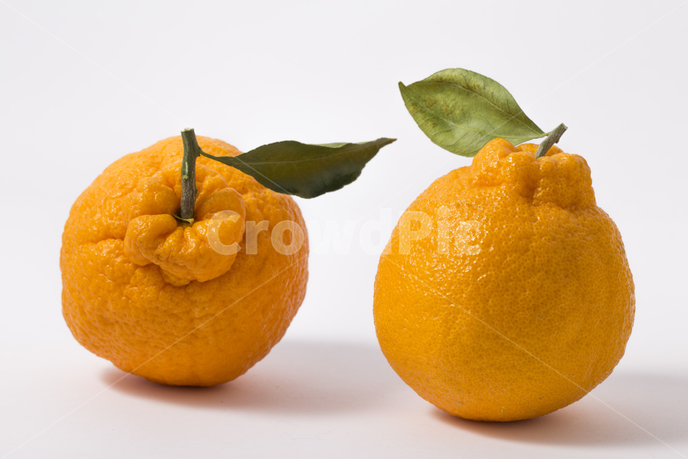 한라봉,과일,귤,감귤,오렌지,비타민,잎사귀,주황색,과일,열매,fruit