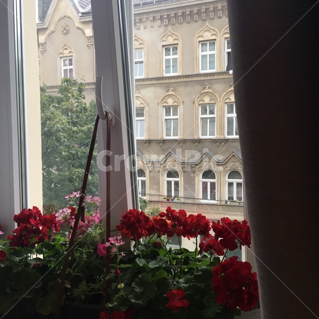 꽃,창가,창문,flower,window,유럽,europe,감성